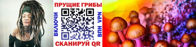 Купить  Бобров  Псилоцибиновые грибы Psilocybine cubensis 